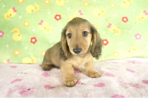 成約済の兵庫県のミニチュアダックスフンド-37737の2枚目