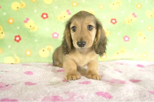 成約済の兵庫県のミニチュアダックスフンド-37737の3枚目