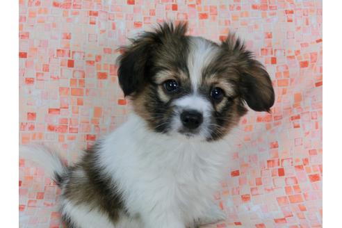 成約済の千葉県のパピヨン-37536の3枚目