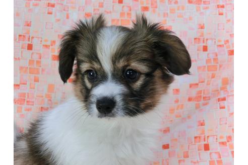 成約済の千葉県のパピヨン-37536の4枚目