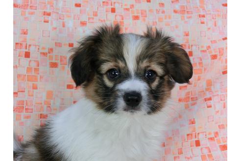 成約済の千葉県のパピヨン-37536の1枚目