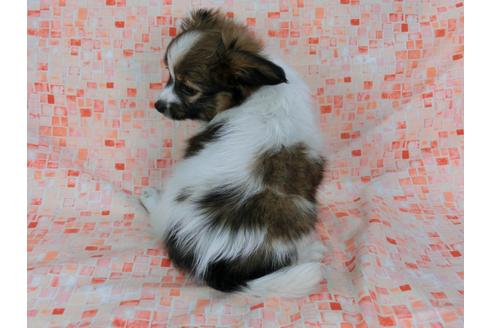 成約済の千葉県のパピヨン-37536の2枚目