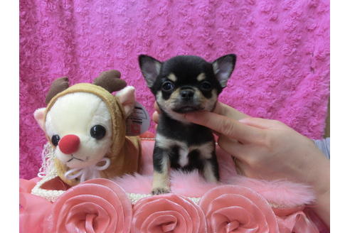 成約済の京都府のチワワ(スムースコート)-40318の2枚目