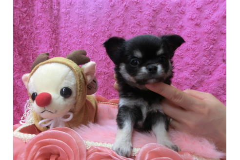 成約済の京都府のチワワ(ロングコート)-40322の3枚目