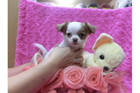 成約済の京都府のチワワ(ロングコート)-40323の3枚目