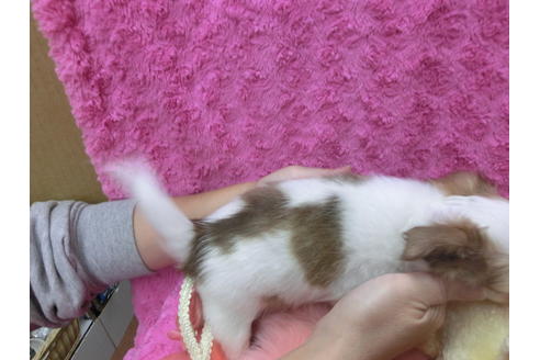 成約済の京都府のチワワ(ロングコート)-40323の2枚目