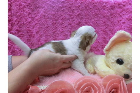 成約済の京都府のチワワ(ロングコート)-40323の1枚目