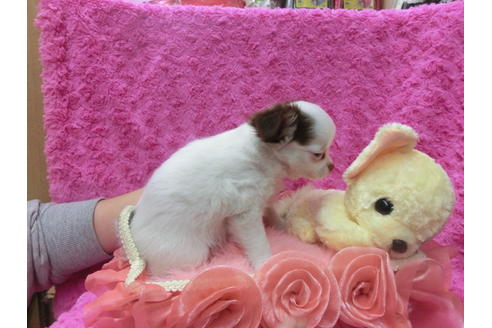 成約済の京都府のチワワ(ロングコート)-40324の1枚目