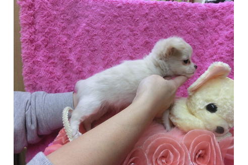 成約済の京都府のチワワ(ロングコート)-40325の2枚目