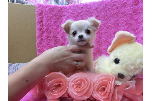 成約済の京都府のチワワ(ロングコート)-40325の1枚目