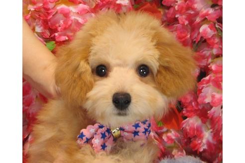 成約済の茨城県のトイプードル-40335の3枚目