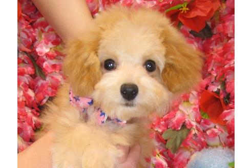 成約済の茨城県のトイプードル-40335の4枚目