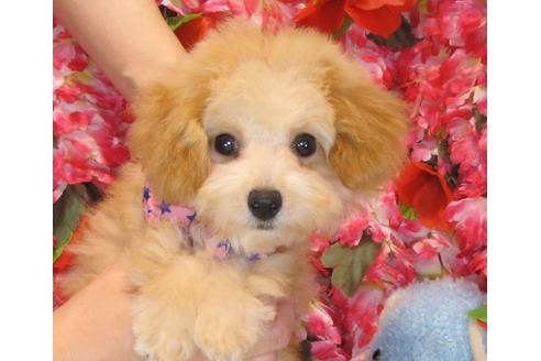 成約済の茨城県のトイプードル-40335の5枚目