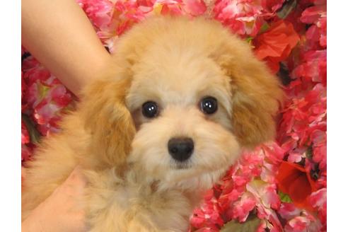 成約済の茨城県のトイプードル-40335の1枚目