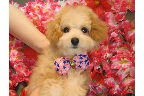 成約済の茨城県のトイプードル-40335の2枚目