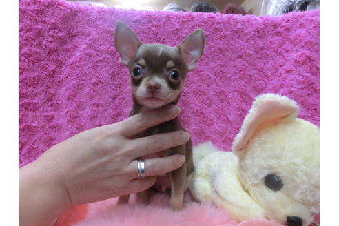 成約済の京都府のチワワ(スムースコート)-40344の3枚目