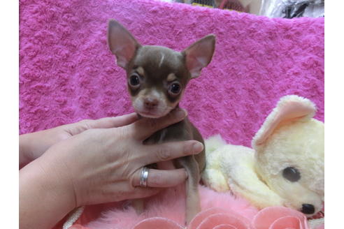 成約済の京都府のチワワ(スムースコート)-40344の2枚目