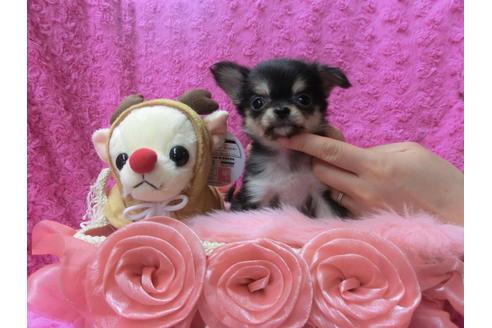 成約済の京都府のチワワ(ロングコート)-40345の3枚目