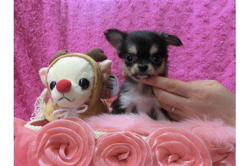 成約済の京都府のチワワ(ロングコート)-40345の2枚目