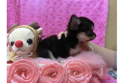 成約済の京都府のチワワ(ロングコート)-40345の1枚目