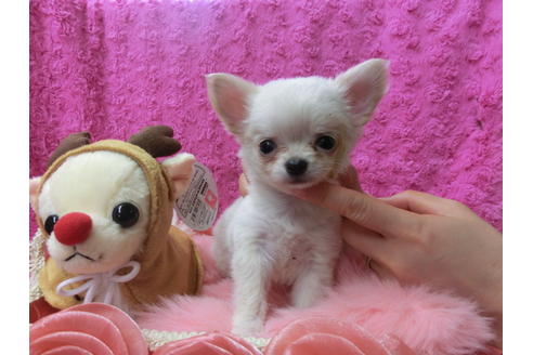 成約済の京都府のチワワ(ロングコート)-40346の3枚目