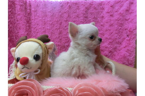 成約済の京都府のチワワ(ロングコート)-40346の2枚目