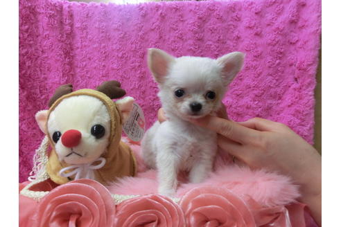 成約済の京都府のチワワ(ロングコート)-40346の1枚目