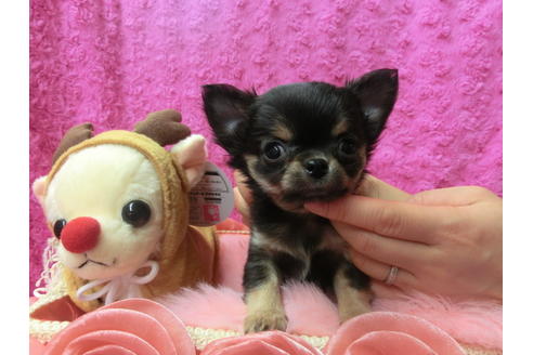 成約済の京都府のチワワ(ロングコート)-40347の3枚目