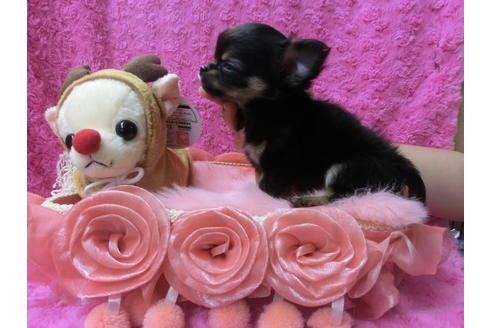 成約済の京都府のチワワ(ロングコート)-40347の2枚目