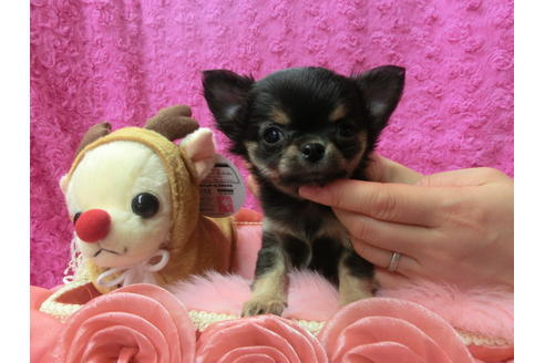 成約済の京都府のチワワ(ロングコート)-40347の1枚目