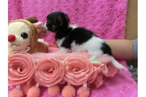 成約済の京都府のチワワ(ロングコート)-40348の3枚目