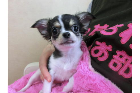 成約済の京都府のチワワ(ロングコート)-40349の3枚目