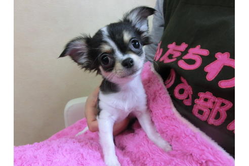 成約済の京都府のチワワ(ロングコート)-40349の2枚目