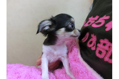 成約済の京都府のチワワ(ロングコート)-40349の1枚目