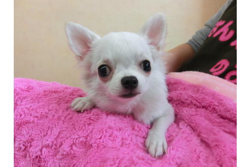 成約済の京都府のチワワ(ロングコート)-40351の3枚目