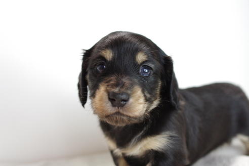 子犬