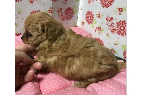 成約済の愛知県のその他の犬種-40283の1枚目