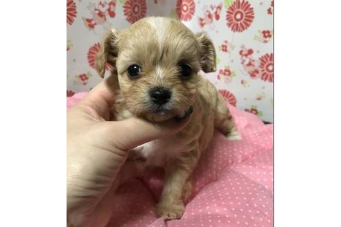 成約済の愛知県のその他の犬種-40284の2枚目
