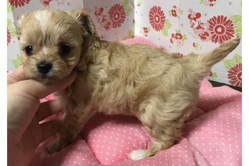 成約済の愛知県のその他の犬種-40284の1枚目
