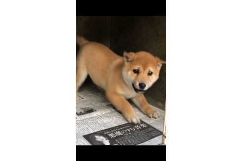 成約済の山梨県の豆柴-38952の3枚目
