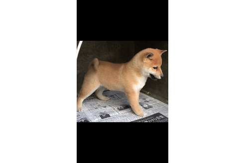 成約済の山梨県の豆柴-38952の2枚目
