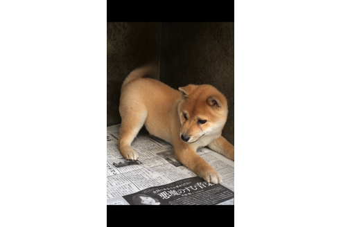 成約済の山梨県の豆柴-38952の1枚目