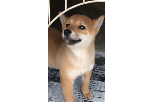 成約済の山梨県の豆柴-38951の4枚目