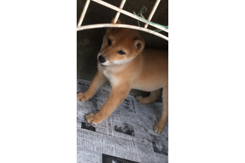 成約済の山梨県の豆柴-38951の3枚目