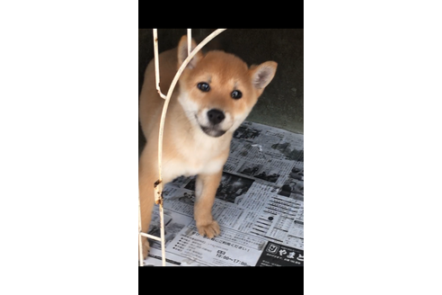 成約済の山梨県の豆柴-38951の2枚目