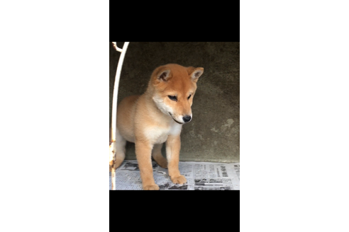 成約済の山梨県の豆柴-38951の1枚目