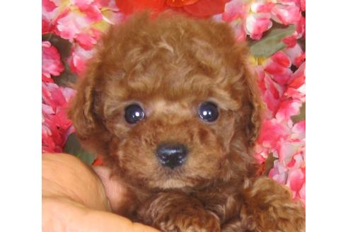 成約済の茨城県のトイプードル-40398の5枚目