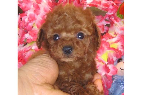 成約済の茨城県のトイプードル-40398の2枚目