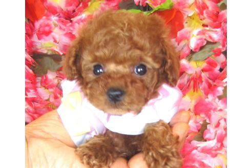 成約済の茨城県のトイプードル-40398の3枚目