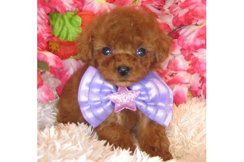 成約済の茨城県のトイプードル-40399の4枚目